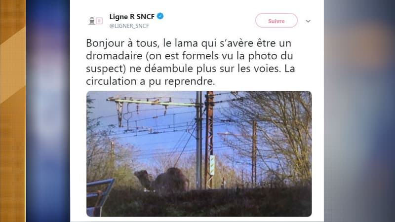 Un dromadaire a perturbé la circulation de la ligne R ce jeudi.