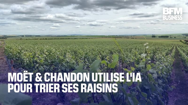 Moët & Chandon utilise l'IA pour trier ses raisins