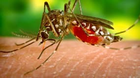 Aedes aegypti, l'un des deux moustiques responsables de la propagation du virus du chikungunya. Photo d'illustration