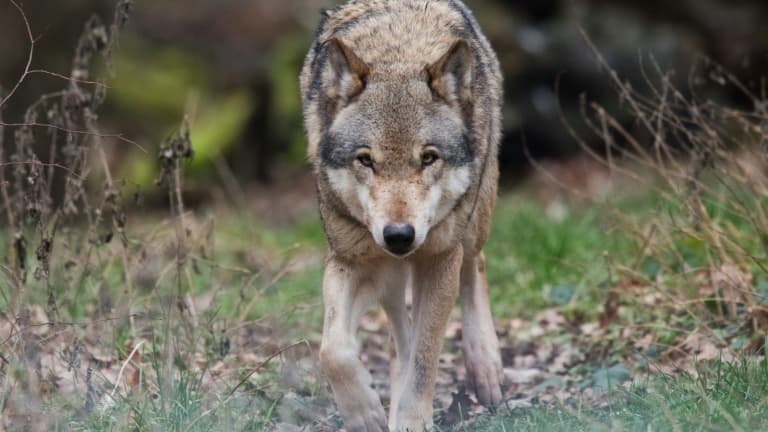 Photo de loup gris prise en Allemagne. (illustration)