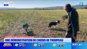 Gréoux-les-Bains: une démonstration de chiens de troupeau lors de la journée ovine