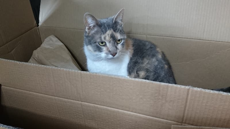 Un chat dans une boîte