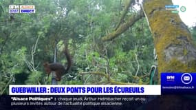 Guebwiller: deux ponts pour les écureuils