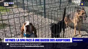 Alpes du SUD : Les SPA face à une baisse des adoptions 