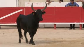 Le tribunal administratif de Montpellier confirme l'interdiction des corridas à Pérols