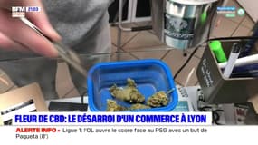 Fleur de CBD: le désarroi d'un commerce à Lyon