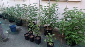 Les plants de cannabis ont été découverts dans une cour d'immeuble