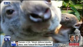 Ce petit koala sort de la poche de sa maman pour la première fois 