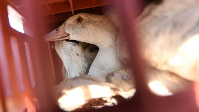 Les autorités sanitaires américaines annoncent que le premier humain infecté par la souche H5N5 de grippe aviaire est décédé