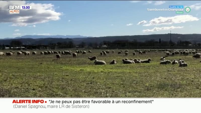 L'image du jour sur BFM DICI: un troupeau de brebis en liberté à Manosque