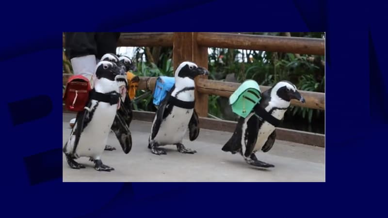 Japon: des pingouins défilent avec des sacs à dos dans un parc animalier pour la rentrée scolaire