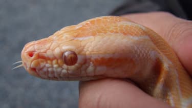 Un serpent des blés, image d'illustration