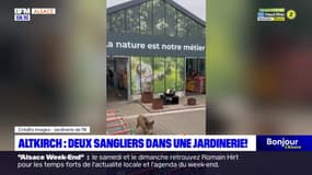 Altkirch: deux sangliers dans une jardinerie