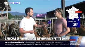  "C'est plus de travail, plus de surveillance": avec la canicule, une attention accrue nécessaire pour les éleveurs