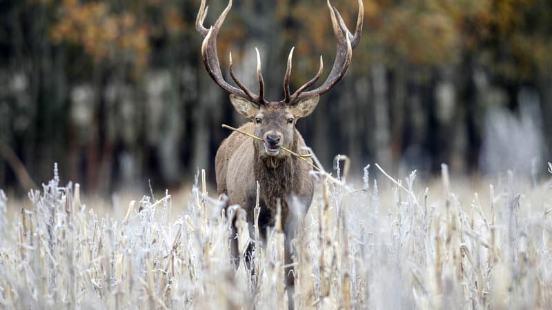 Un cerf. (photo d'illustration)