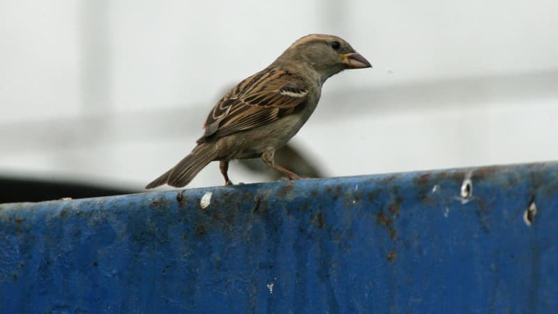 Un McDonald's en Norvège est accusé par une association de défense des animaux de recourir à des méthodes cruelles pour se débarrasser des oiseaux.