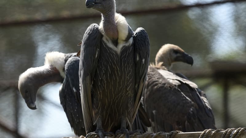 Plus de 150 vautours morts empoisonnés dans le Sud de l'Afrique en l'espace de deux jours