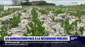 Hauts-de-France: les agriculteurs s'inquiètent de la sécheresse 