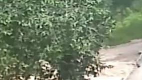 Une femme a été tuée par un tigre dans un parc animalier en Chine, alors qu'elle tentait de porter secours à sa fille, attaquée elle aussi par un animal (Capture d'écran vidéosurveillance).