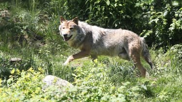 Un loup gris - Image d'illustration