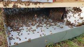 Le renversement des ruches a provoqué la mort de milliers d'abeilles. 