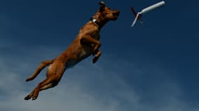 Un labrador lors du concours de saut pour chiens organisé le 26 février 2016 en Californie (PHOTO D'ILLUSTRATION)