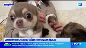Le chihuahua, chien préféré des provençaux en 2025