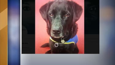 La photo du chien disparu.
