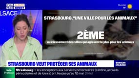 Strasbourg: le plan de la municipalité pour la protection animale