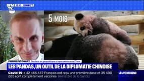 En quoi la naissance des pandas au zoo de Beauval a-t-elle un impact sur les relations entre la Chine et la France ?