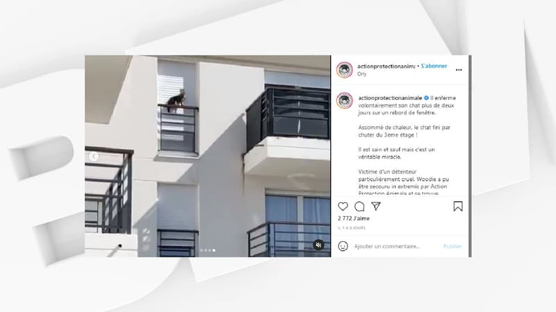 Un chat tombe du 3e étage après avoir été enfermé plus de deux jours sur un rebord de fenêtre. 