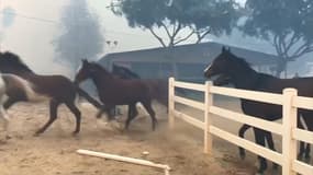 Menacés par le feu, ces chevaux s’échappent de leur enclos