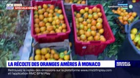 La récolte des oranges amères en cours à Monaco