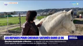 Alpes-Maritimes: les refuges pour chevaux saturés