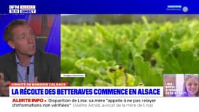 La récolte des betteraves commence en Alsace