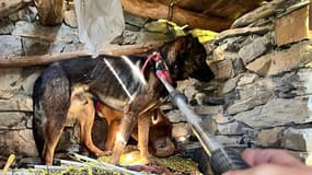 Deux chiens dénutris et affamés ont été retrouvés coincés dans une cabane d'altitude, le mardi 23 juin 2025.