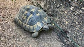 La reproduction des tortues d'Hermann est surveillée de près, un an après l'incendie de la plaine des Maures.