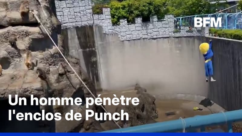 Japon: un homme a été arrêté pour avoir pénétré dans l'enclos du singe Punch