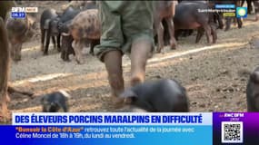 Les éleveurs porcins maralpins en difficulté