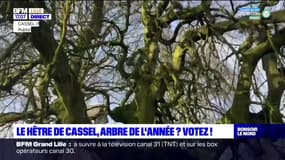 Nord: le hêtre de Cassel, arbre de l'année?
