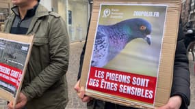 Un rassemblement a été organisé ce samedi 30 décembre à Lille, pour défendre la cause des pigeons.