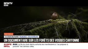 "Le chant des forêts": le succès surprise d'un documentaire sur la nature des Vosges