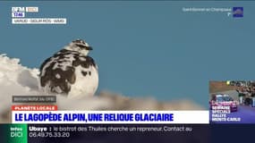 Planète Locale du mercredi 17 janvier - Le Lagopède alpin, une relique glaciaire