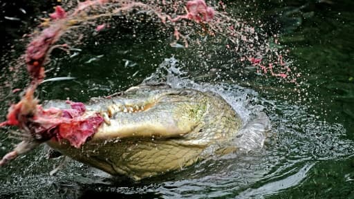 Un crocodile photographié le 29 mars 2010 à Sydney mangeant un poulet