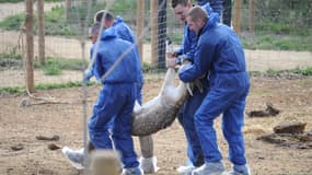 Des employés de l'association de la Fondation 30 Millions d'Amis et de la Fondation Brigitte Bardot portent un cerf lors de son évacuation de son enclos au parc zoologique du Val d'Hérault à Saint-Thibery, dans le sud de la France, le 29 décembre 2015