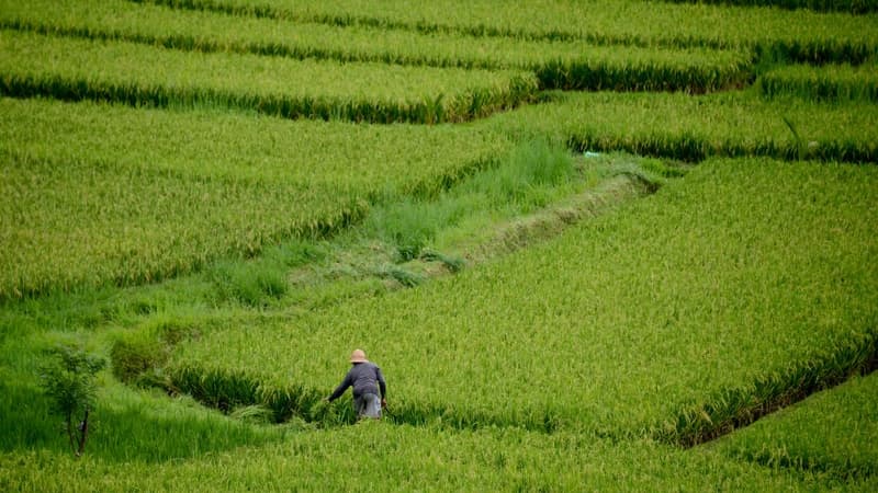 Une rizière près d'Ubud à Bali.