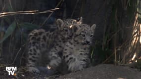 Naissance exceptionnelle de deux panthères des neiges à Paris