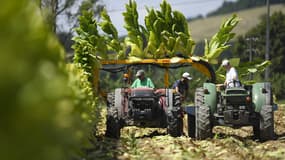 Traditab : Les petits planteurs du Sud-Ouest ont leurs marques terroir !