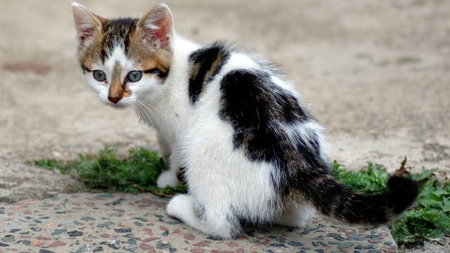 Un chaton. (Photo d'illustration)