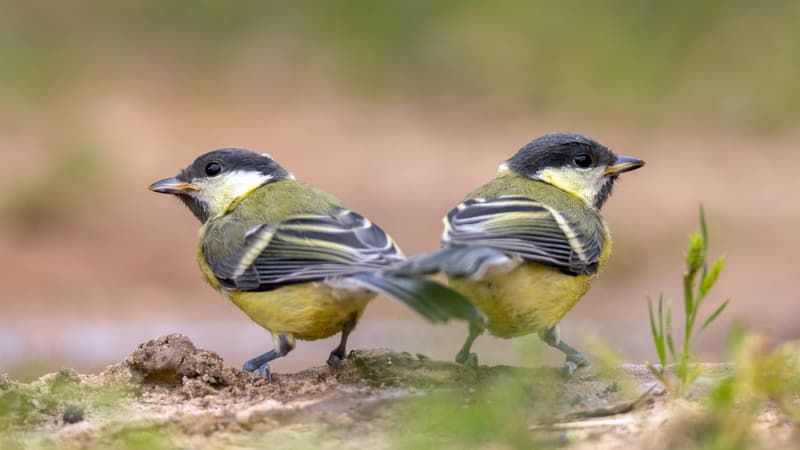 Moules carbonisées, oisillons morts... jusqu'à 75% des espèces animales affectées par les vagues de chaleur